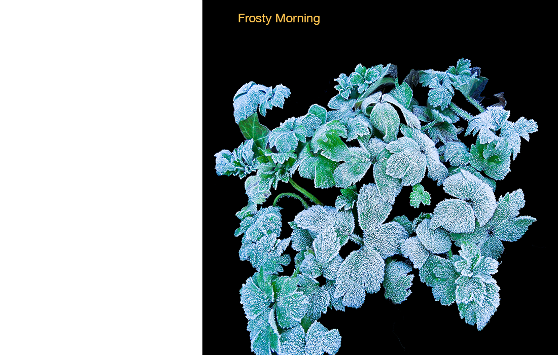 Heavy frost on leaves before and after